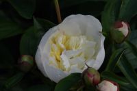 Rene Koot, foto gemaakt in Peony Showgarden