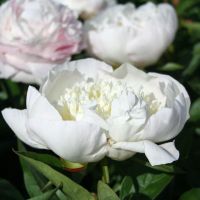 Warmerdam Paeonia