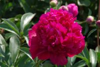 Rene Koot, foto gemaakt in Peony Showgarden