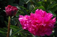 Rene Koot, foto gemaakt in Peony Showgarden