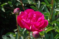 Rene Koot, foto gemaakt in Peony Showgarden