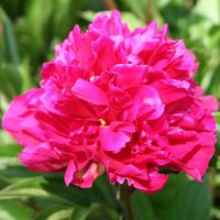 Warmerdam Paeonia