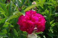 Rene Koot, foto gemaakt in Peony Showgarden