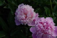 Rene Koot, foto gemaakt in Peony Showgarden