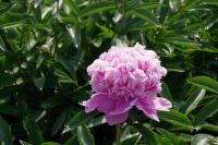 Rene Koot, foto gemaakt in Peony Showgarden