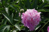 Rene Koot, foto gemaakt in Peony Showgarden