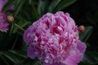 Rene Koot, foto gemaakt in Peony Showgarden