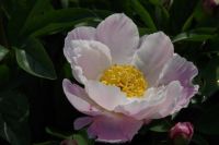 Rene Koot, foto gemaakt in Peony Showgarden