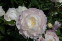 Rene Koot, foto gemaakt in Peony Showgarden