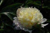 Rene Koot, foto gemaakt in Peony Showgarden