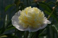 Rene Koot, foto gemaakt in Peony Showgarden