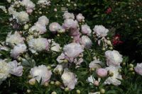 Rene Koot, foto gemaakt in Peony Showgarden