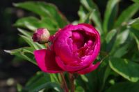 Rene Koot, foto gemaakt in Peony Showgarden