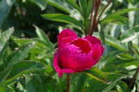 Rene Koot, foto gemaakt in Peony Showgarden