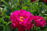 Rene Koot, foto gemaakt in Peony Showgarden