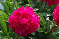 Rene Koot, foto gemaakt in Peony Showgarden