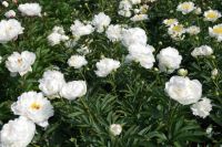 Rene Koot, foto gemaakt in Peony Showgarden