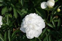 Rene Koot, foto gemaakt in Peony Showgarden