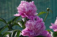 Rene Koot, foto gemaakt in Peony Showgarden