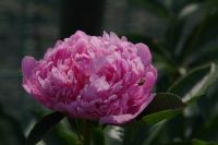 Rene Koot, foto gemaakt in Peony Showgarden