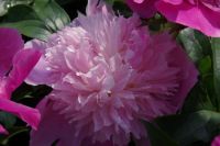 Rene Koot, foto gemaakt in Peony Showgarden