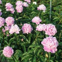 Warmerdam Paeonia