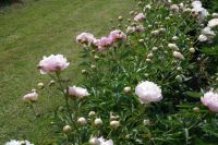 Rene Koot, foto gemaakt in Peony Showgarden