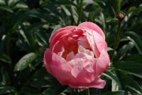 Rene Koot, foto gemaakt in Peony Showgarden