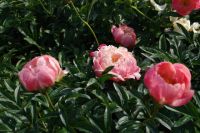 Rene Koot, foto gemaakt in Peony Showgarden