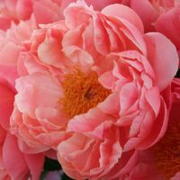 Warmerdam Paeonia