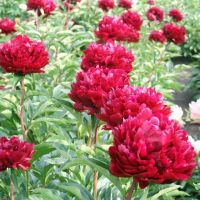 Warmerdam Paeonia