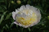 Rene Koot, foto gemaakt in Peony Showgarden