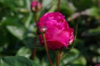 Rene Koot, foto gemaakt in Peony Showgarden