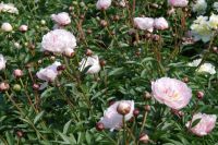 Rene Koot, foto gemaakt in Peony Showgarden