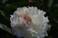 Rene Koot, foto gemaakt in Peony Showgarden