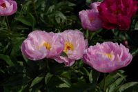 Rene Koot, foto gemaakt in Peony Showgarden