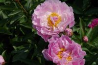 Rene Koot, foto gemaakt in Peony Showgarden