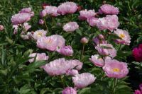 Rene Koot, foto gemaakt in Peony Showgarden