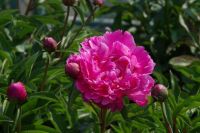 Rene Koot, foto gemaakt in Peony Showgarden