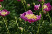 Rene Koot, foto gemaakt in Peony Showgarden