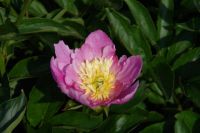 Rene Koot, foto gemaakt in Peony Showgarden