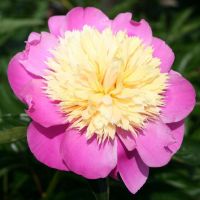 Warmerdam Paeonia