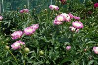 Rene Koot, foto gemaakt in Peony Showgarden