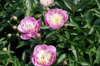 Rene Koot, foto gemaakt in Peony Showgarden