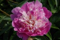 Rene Koot, foto gemaakt in Peony Showgarden