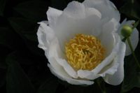 Rene Koot, foto gemaakt in Peony Showgarden