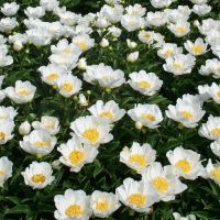 Warmerdam Paeonia