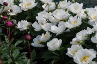 Rene Koot, foto gemaakt in Peony Showgarden