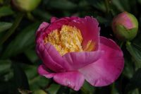 Rene Koot, foto gemaakt in Peony Showgarden