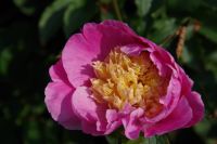 Rene Koot, foto gemaakt in Peony Showgarden